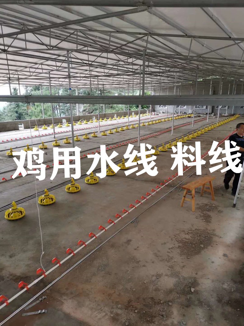 雞用自動水線 肉雞料線 散養雞自動水線 料線 雞用水線 雞用料線