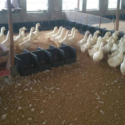 無底鴨蛋窩 鴨子生蛋筐 黑色加厚鴨蛋窩 種鴨產蛋窩批發零售