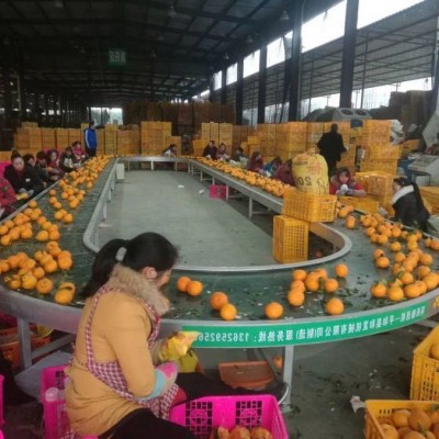 不銹鋼環形傳送機 輸送機設備 食品飲料水果裝箱物流傳送 支持定制