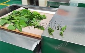 微波桑葉烘干機