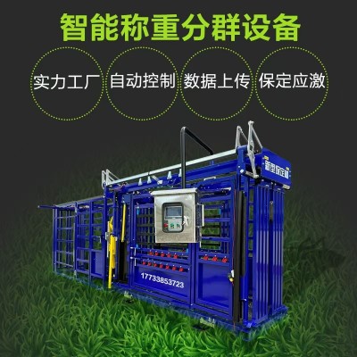 智慧牧場稱重分群設備 牛場防疫保定設備 自動控制牛只保定枷