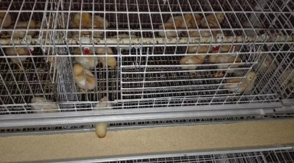 全三層育雛育成籠