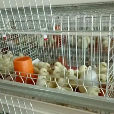 禽樂(lè)A型育雛籠具